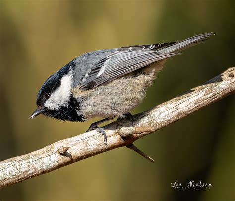 cole tits|Coal Tit Periparus ater